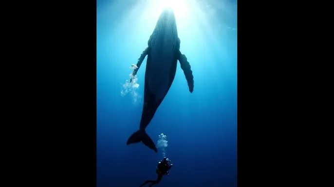 一个人免费视频在线观看高清直播 - 深蓝星球：探索海洋深处的未知世界